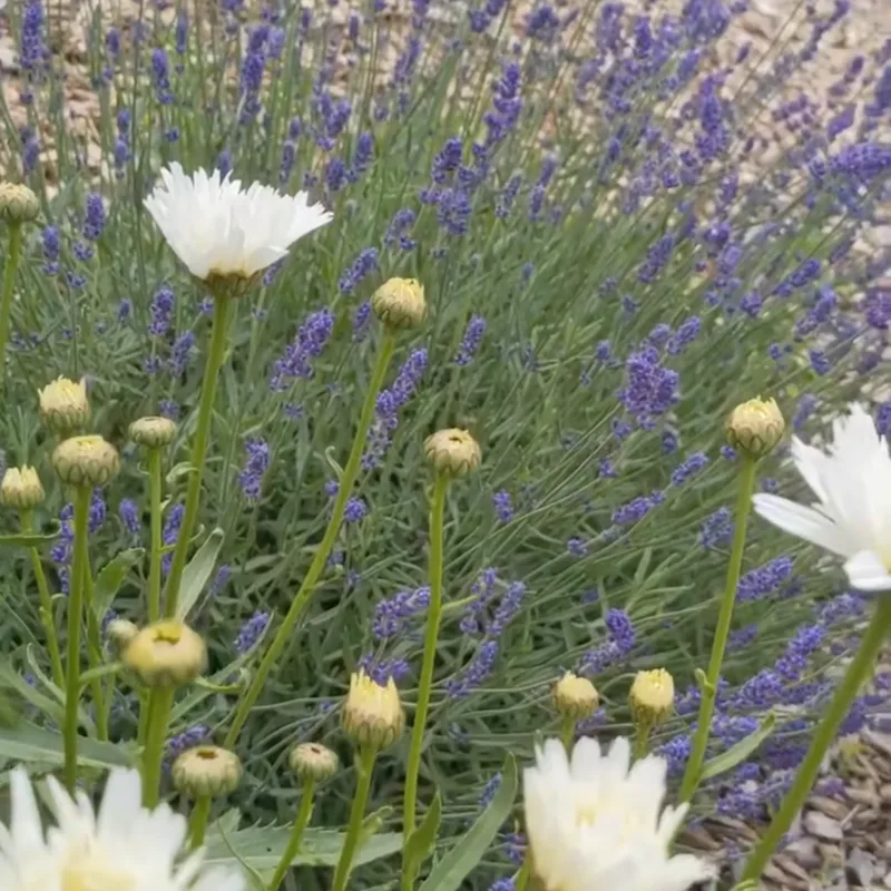 White daisies and lavender blooming in a PEC garden