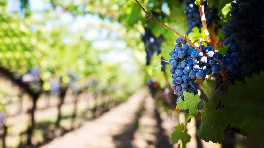 Prince Edward County vineyard in Hillier wine country