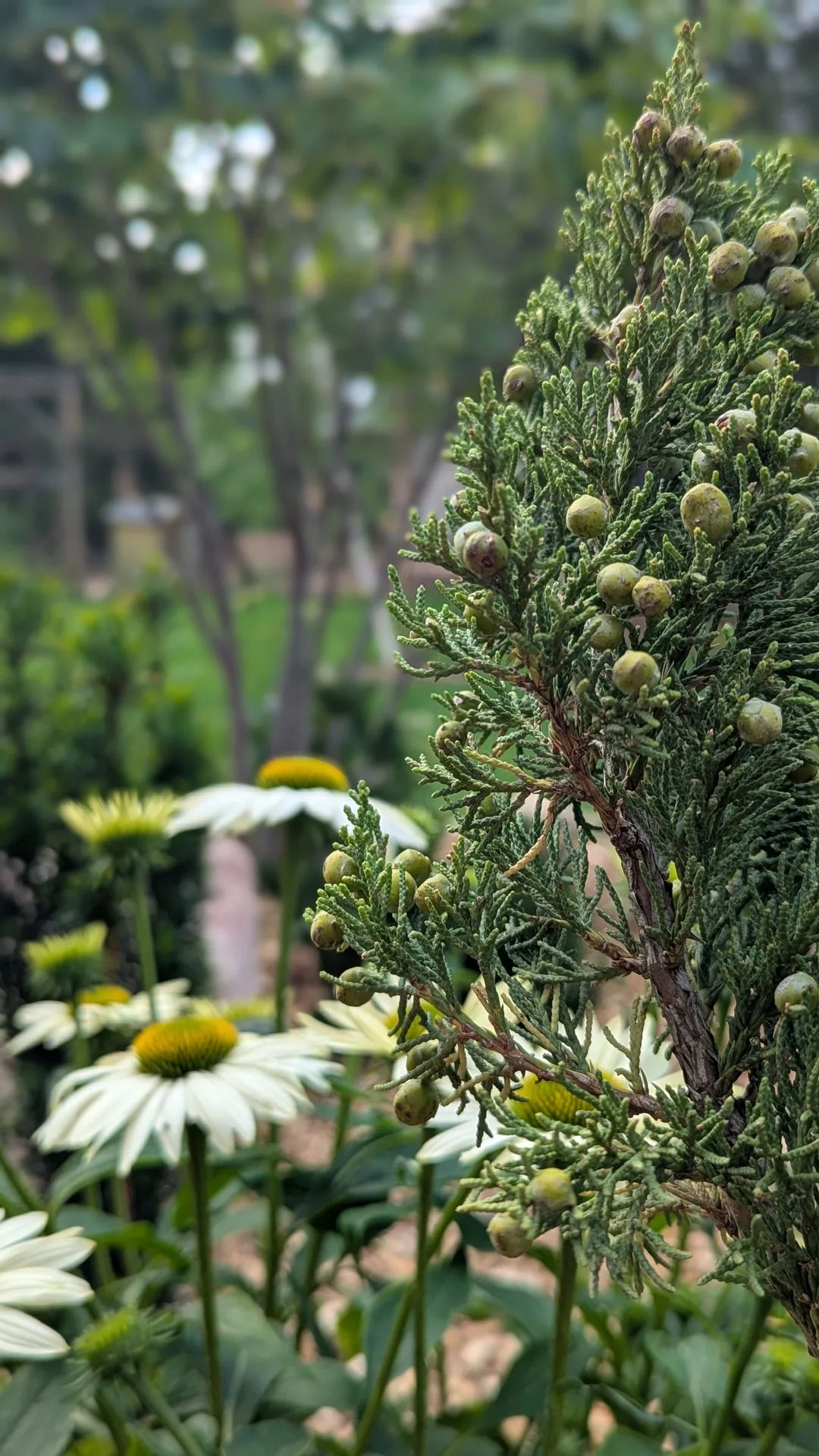 White coneflowers and a berried juniper in Janna Bergeron's Prince Edward County pollinator garden