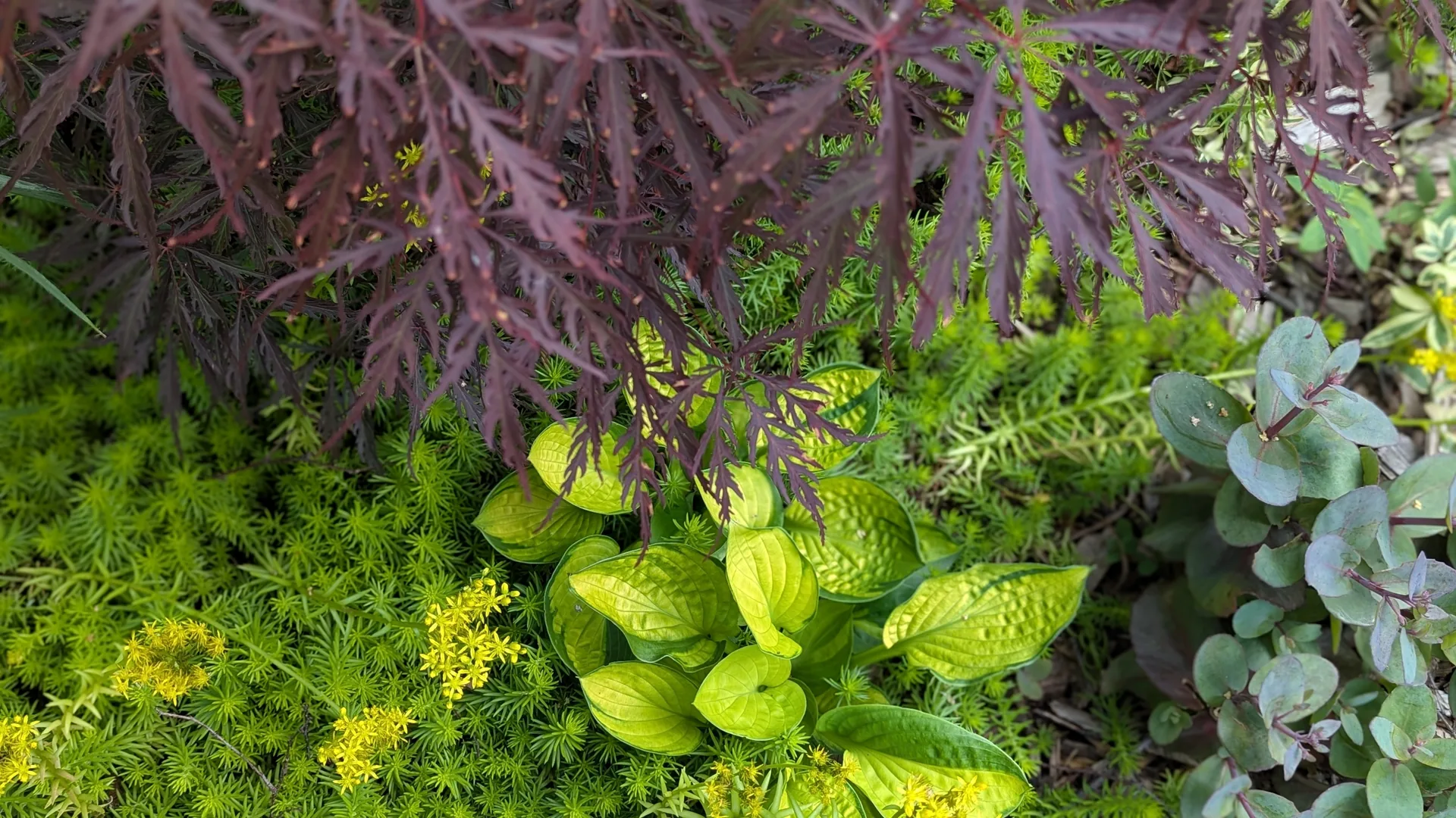Layered planting of purple Japanese maple, chartreuse hostas and sedum showing intentional garden design