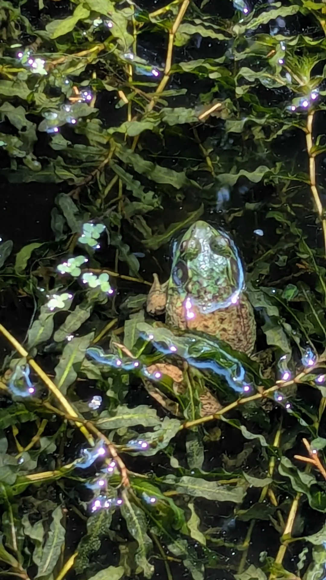 A green frog resting among pond plants in the Bergerons' naturalized garden pond in Prince Edward County