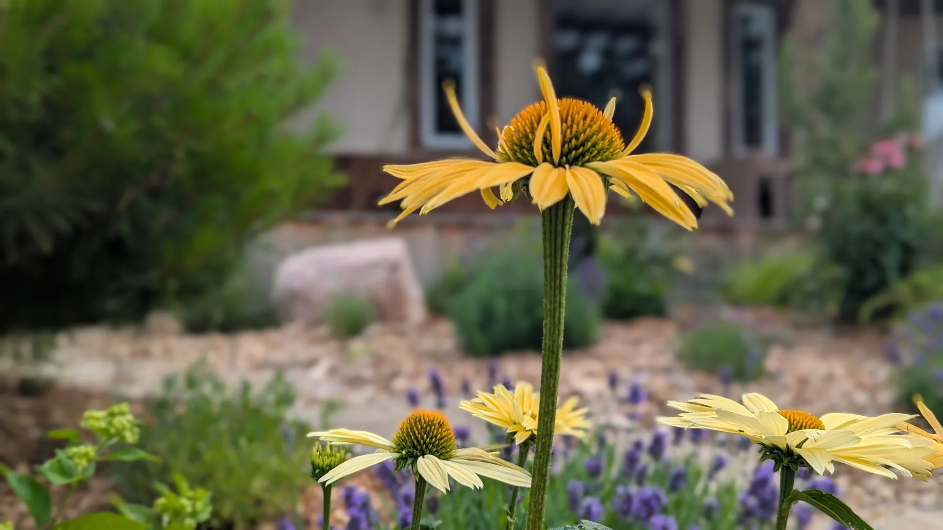 Janna Bergeron's pollinator-friendly front garden in Prince Edward County, native perennials in full summer bloom against the house