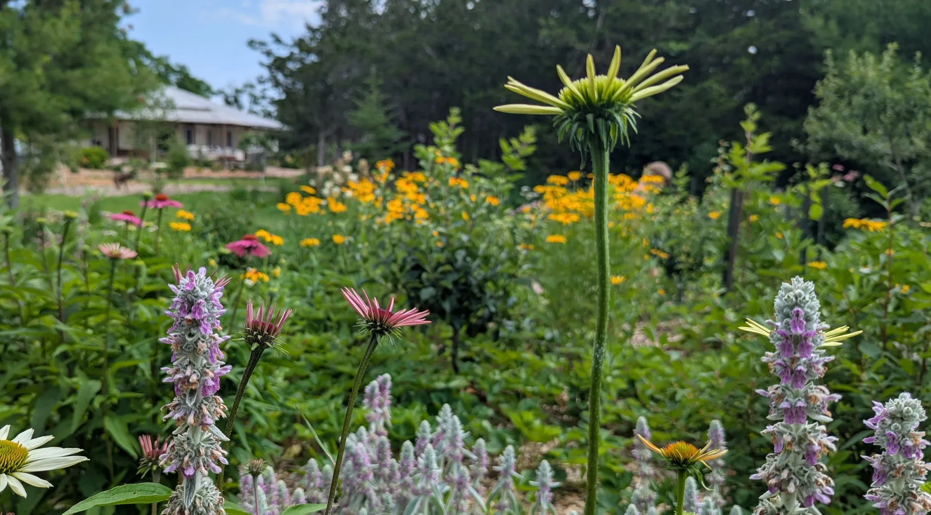 Janna Bergeron's pollinator garden in full summer bloom in Prince Edward County, native coneflowers and bee balm