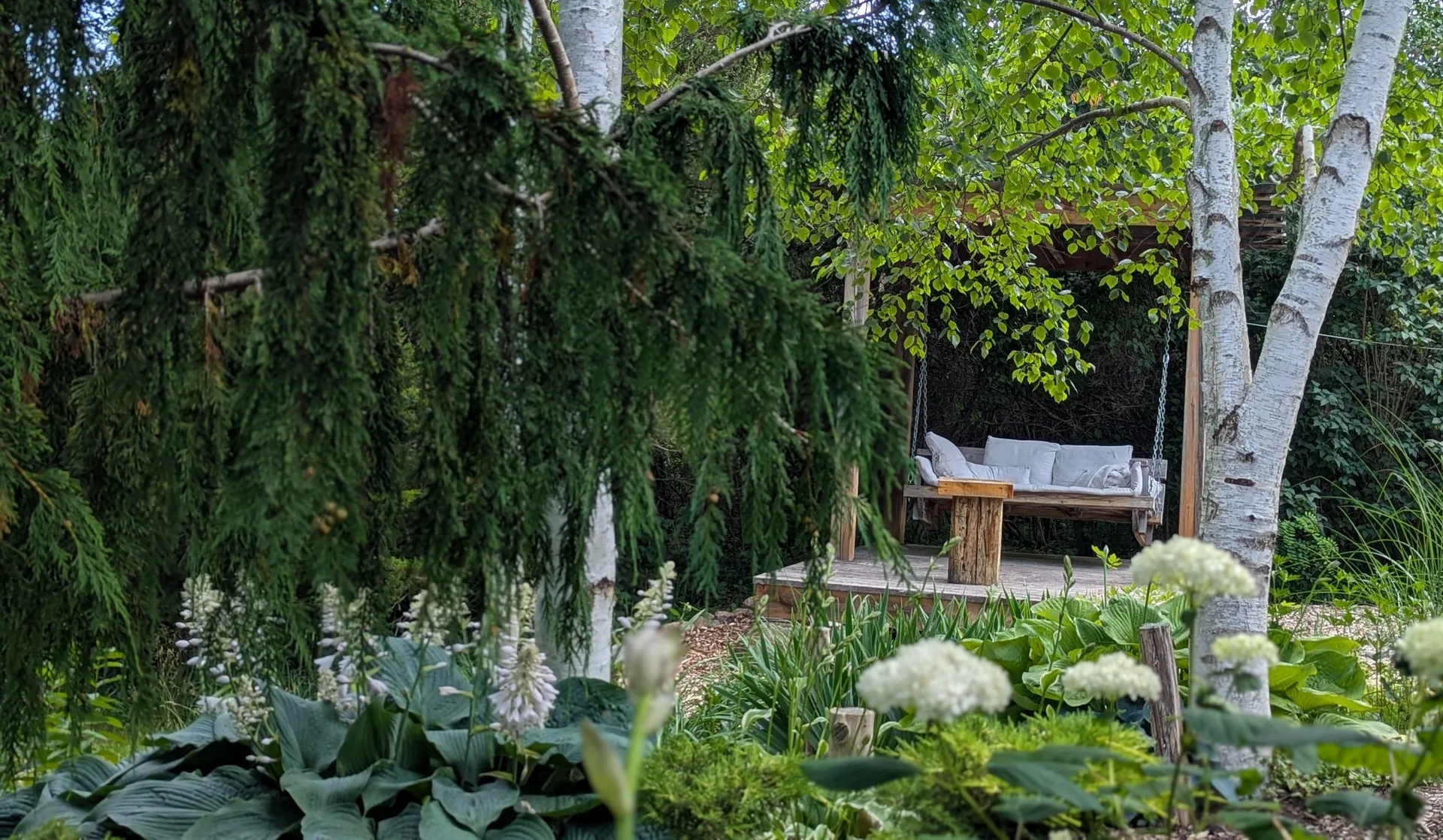 A cedar pergola swing bench set among white birch trees and hostas in the Bergerons' Prince Edward County garden