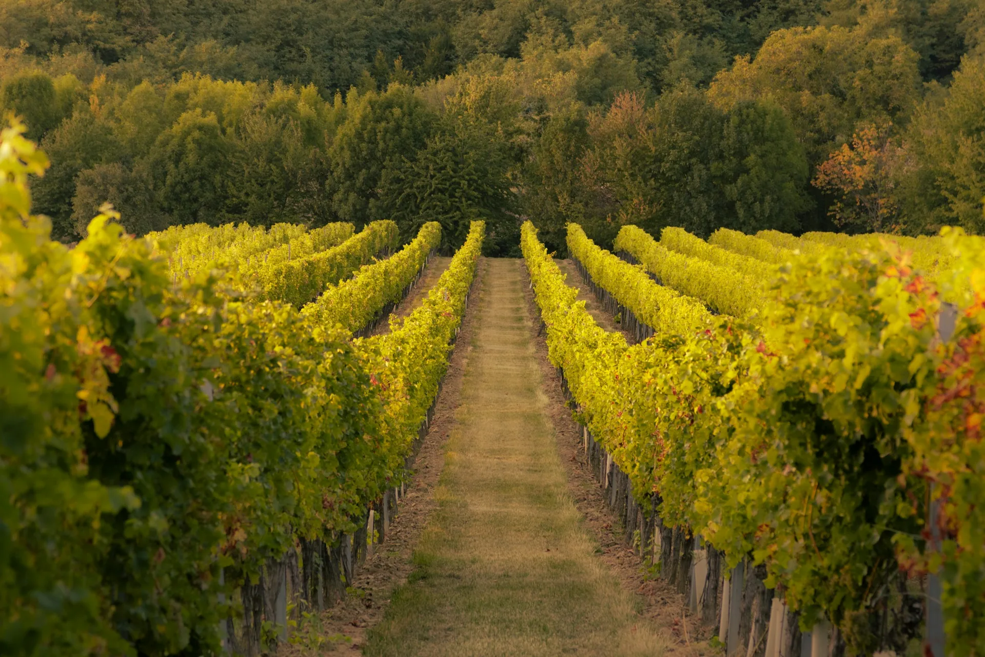 Sunlit rows of vines in a Prince Edward County vineyard in summer